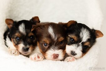 Biewer a Biro Yorkshire Terrier s PP,  Jorkšír terier s PP - 18