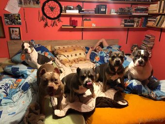 American Bully s PP ABKC - 18