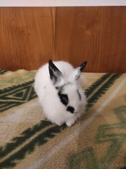 Králík zakrslý - 18