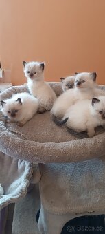 Ragdoll kotatka - 18