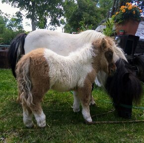 Shetland pony standard - 18