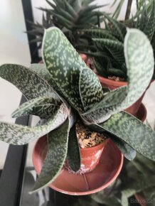 Nabízím gasterie, aloe, agave, chamaedora. - 18