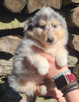 Kolie dlouhosrstá - 18