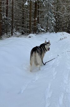 Rezervace husky štěňat - 18