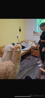 Lama Alpaka - 18