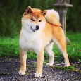 Shiba  štěňata s PP ODBĚR IHNED - 18