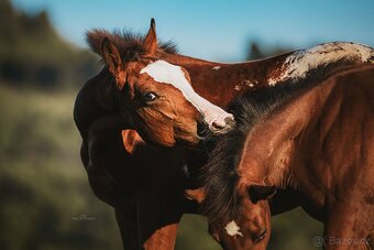 Připouštění hřebcem APPALOOSA - 18