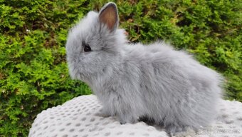 Zakrslý králík, králíček -(TEDDY)-FLORIAN - 18
