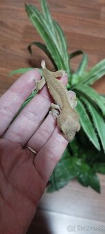 3.8.2 Correlophus ciliatus - Pagekon řasnatý - 18