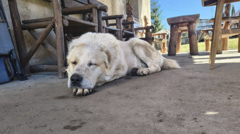 SAO/středoasijský pastevecký pes–štěňata k rezervaci bez PP - 18