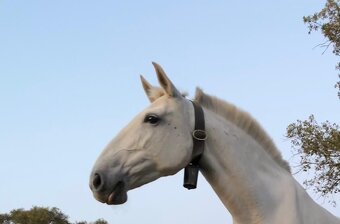 Lusitano hřebec PSL 2025 TOP drezurní linie - 18