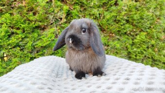 Zakrslý beránek, králíček, králík - PATRICIE - 18
