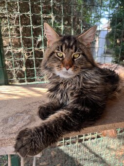 Mainská mývalí koťata - MCO - 18