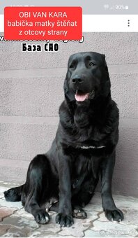 SAO-Středoasijský pastevecký pes-štěňata - 18