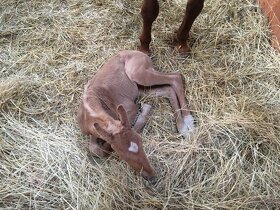 Připouštění - plemenný hřebec AQH buckskin SM MITO COMMANDER - 18