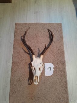 Prodám parohy - 18