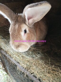 Mladí Králíci k chovu,na výkrm NOS,Bu, Činčila veliká - 18