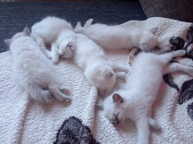 Kocourek Ragdoll ke krytí - 18