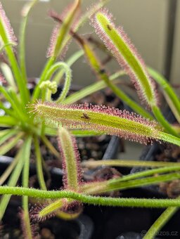 Rosnatka kapská, Drosera capensis - 18