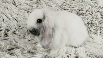Zakrslý beránek, králíček, králík - MINDY - 18