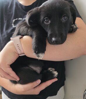 Štěňata k rezervaci - Rhodéský ridgeback × Border kolie - 18