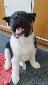 Americká akita štěňátka pejsek a fenečka - 18