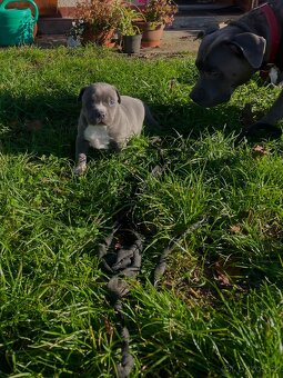 🐾 Americký stafordšírský teriér – modrá štěňátka Bibi a Oli - 18