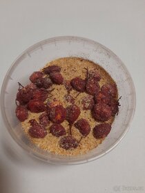 Rohlíkové boilies - 18