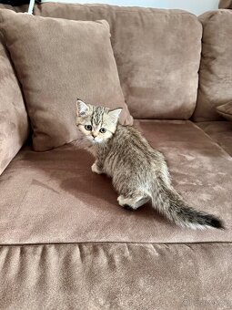 Skotská klapouchá kočka, scottish straight s PP - 18