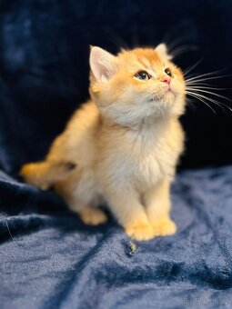 Britská koťáta zlaté činčily s PP pro chov k odbery hned - 18