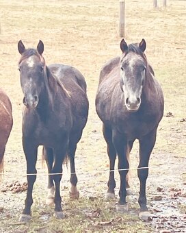 Quarter horse 2,5 roku . - 18