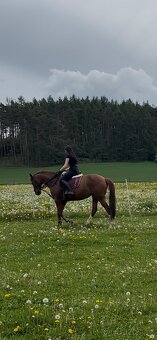 ČT kobyla 2012 - 18