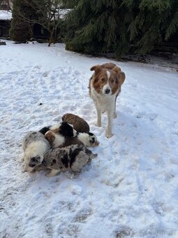 Krásná štěňátka border kolie - 18