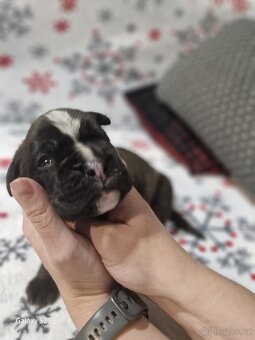 Německý boxer Žíhaný - 18