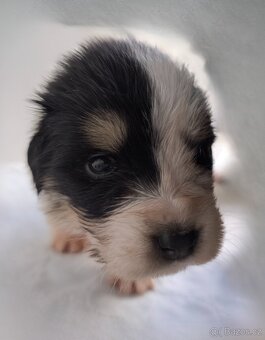 Šteniatko tornjaka s PP - 18