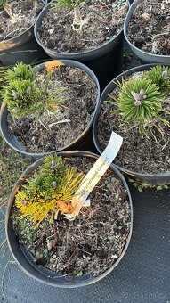 Borovice c2 doprava - 18