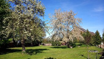 Hlídání psů - 18