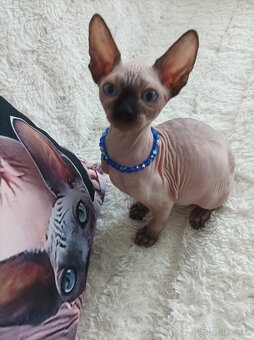 Kanadský sphynx - 18