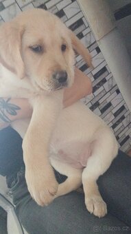 Štěňátka Labradora - 18