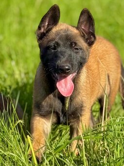 BELGICKÝ OVČÁK MALINOIS - 18
