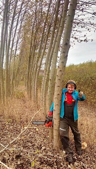Sadba japonského topolu - 18