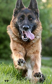 Německý ovčák - 18