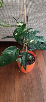 Sada zakořeněných řízků - monstery, philodendrony, synga - 18