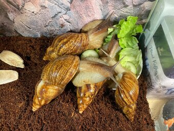 Oblovka síťkovaná (Lissachatina reticulata) 🐌 - 18