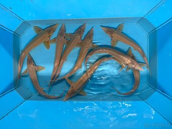 Jezírkové ryby - 18