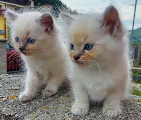 Maciatka ragdoll na odber - 18