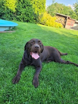štěňata labrador a Bílá Fenka – připravena k odběru - 18