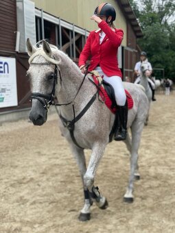 Připouštění Shagya arab Jussuf V-CZ Festival - 18