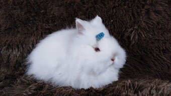 Zakrslý králík, králíček -(TEDDY)-HERBERT - 18
