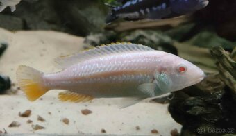 Tlamovci Malawi 16 - 18